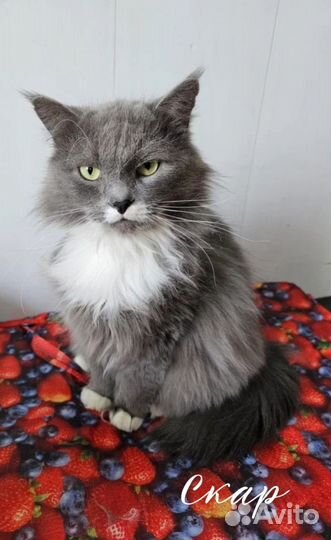 Кот в добрые руки