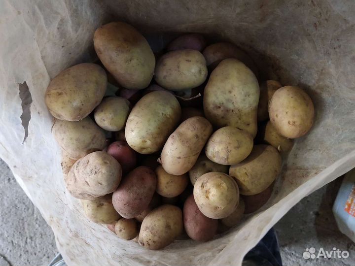 Картофель