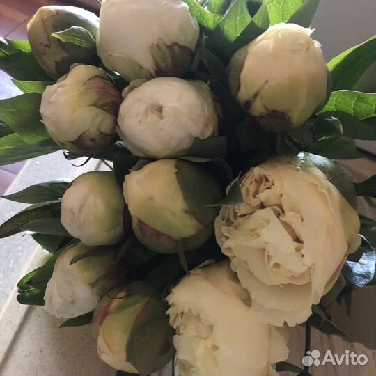 Пионы срезка. Бутоны