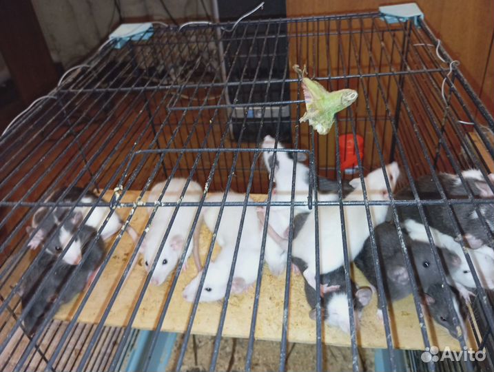 Крысы-Дамбо