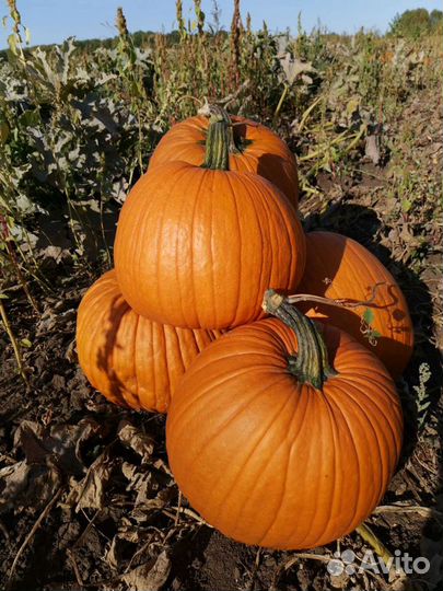 Тыква хеллоуин