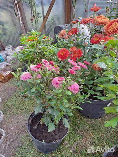 Рассада многолетних цветы