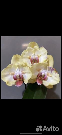 Орхидеи -бабочки : сансет фуллер, тайски анна