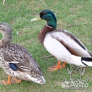 Утки кряква