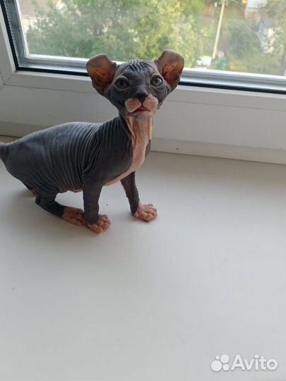 Канадский сфинкс эльф