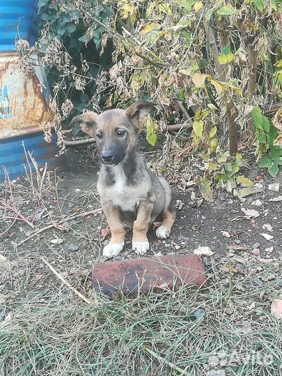 Щенок девочка