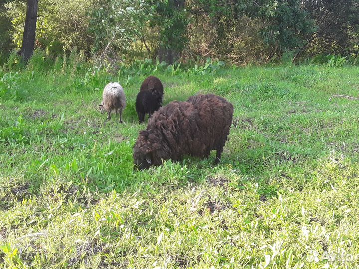 Овцы бараны ягнята