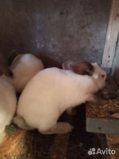 Кролики мясных пород