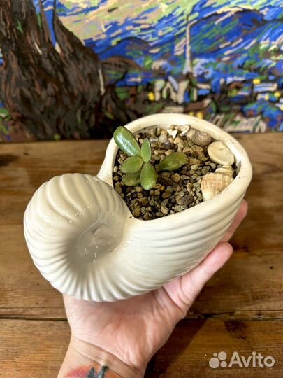 Денежное дереао в белых керамических ракушках