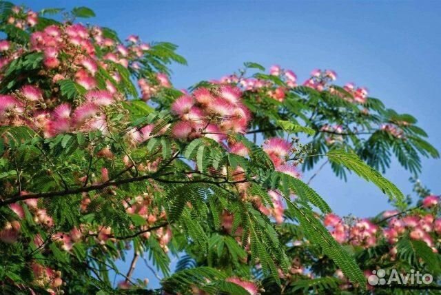 Продаются саженцы альбиции (ленкоранской акации)