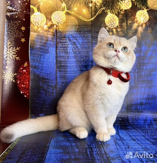 Британские котята лиловое золото