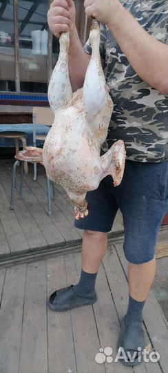 Продам тушки индюков Заказывать заранее