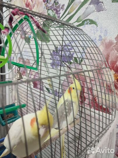 Попугаи корелла с клеткой