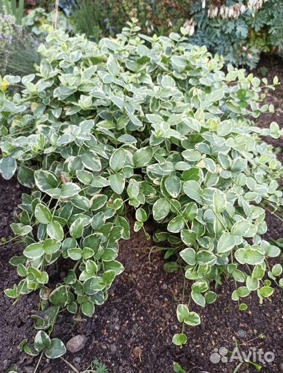 Многолетники