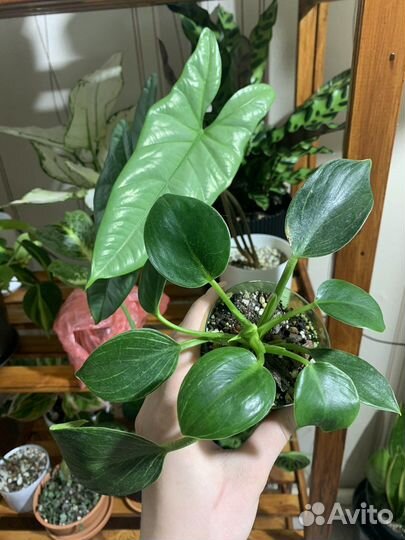 Тилландсия атмосферная (ксерографика), биркин,алоэ