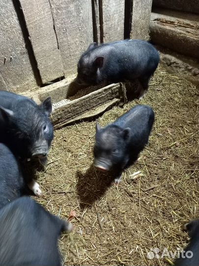 Вьетнамский вислобрюхий поросенок