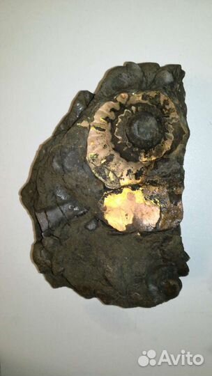 Живописный древний донник