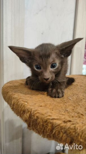 Ориентальные котята
