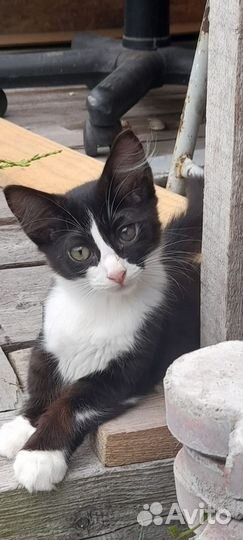 Котенок девочка 1, 5 мес