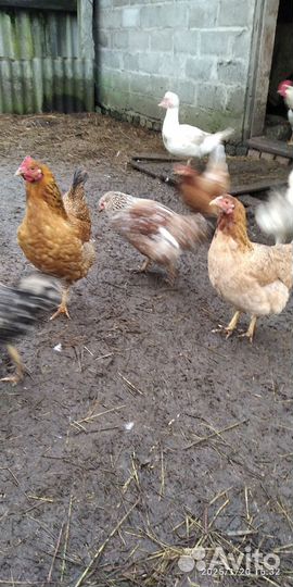 Куры домашние