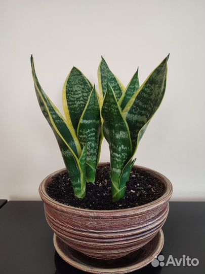 Сансевиерия