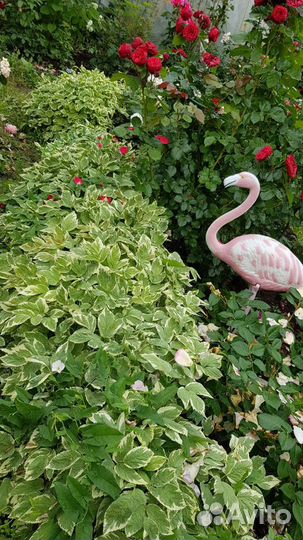 Саженцы декоративной пестролистной сныти