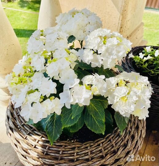 Наикрасивейшие Кашпо для цветов высокое