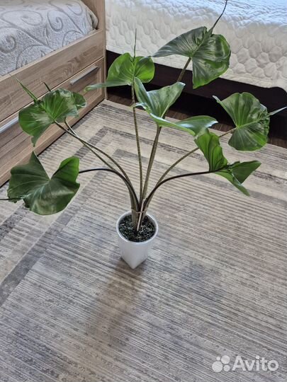 Алоказия стингрей