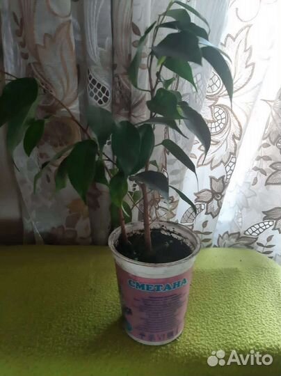 Ипомея, фикус, калина бульденеж