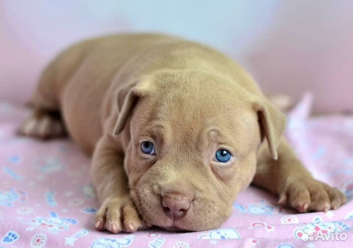 Американский булли щенки