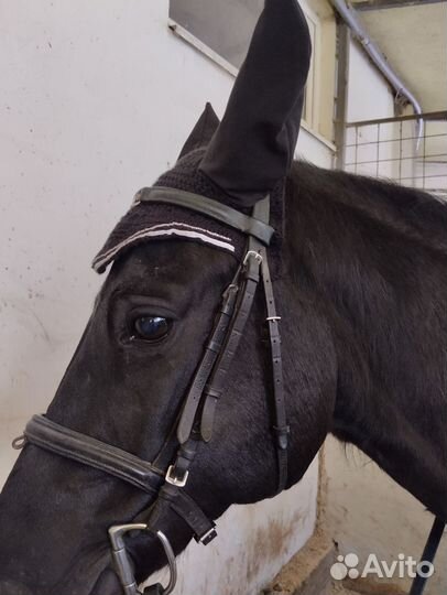 Конная амуниция