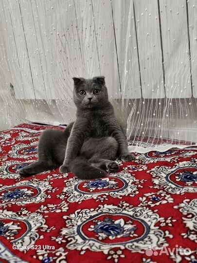 Британская кошка бесплатно