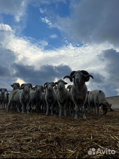 Овцы бараны ягнята