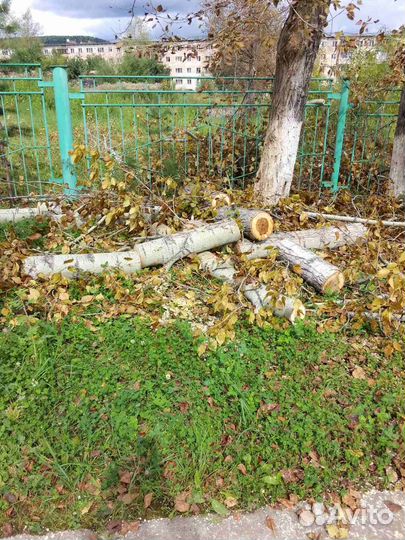 Дрова бесплатно тополь