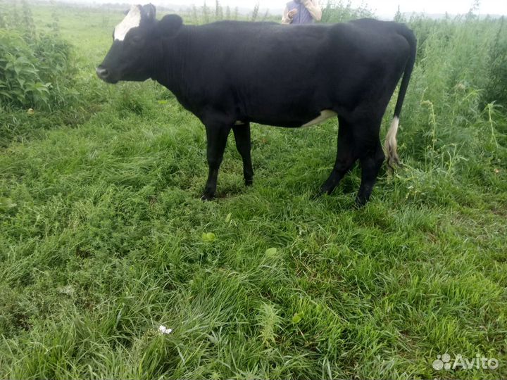 Тёлка, нетель