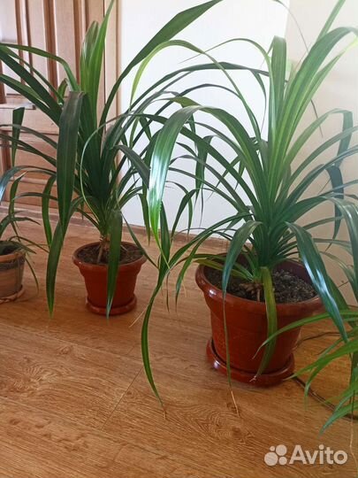 Большие напольные цветы для офисов