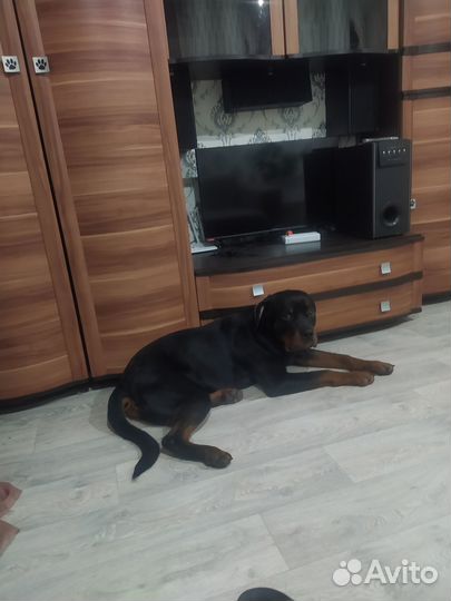 Отдам в хорошие руки собаку