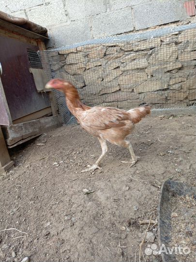Бойцовая курица