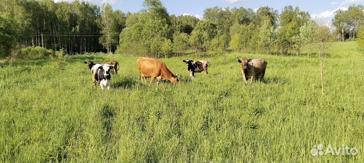 Продаю коров