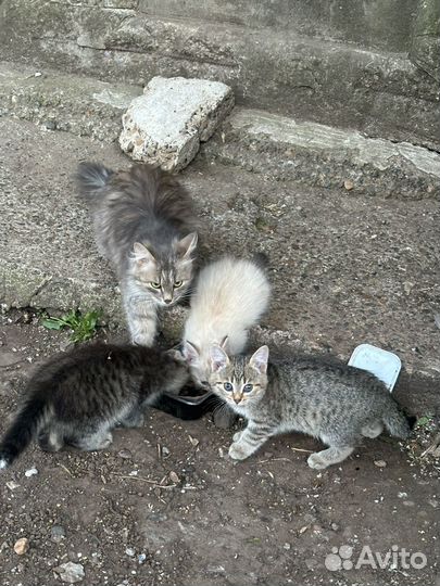 Котята в добрые руки