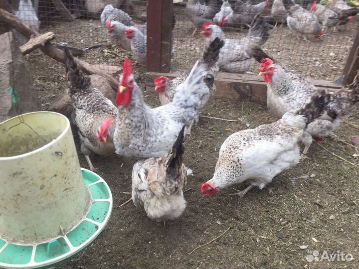 Инкубационное яйцо - Серебристый Леггорн