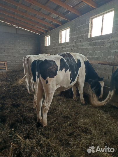 Корова высокоудойная