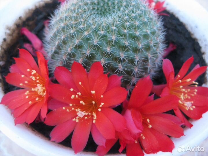 Кактус Ребюция. Гиппеаструм. Аспарагус Мейера