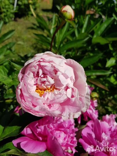 Пионы сортовые саженцы