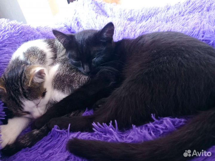 Кошечка в добрые руки