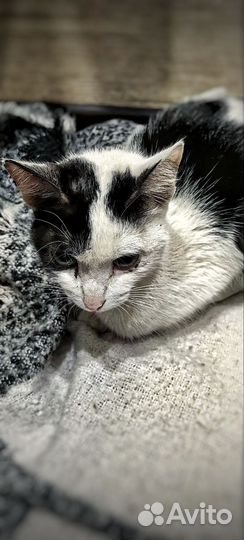 Отдам котенка в добрые руки