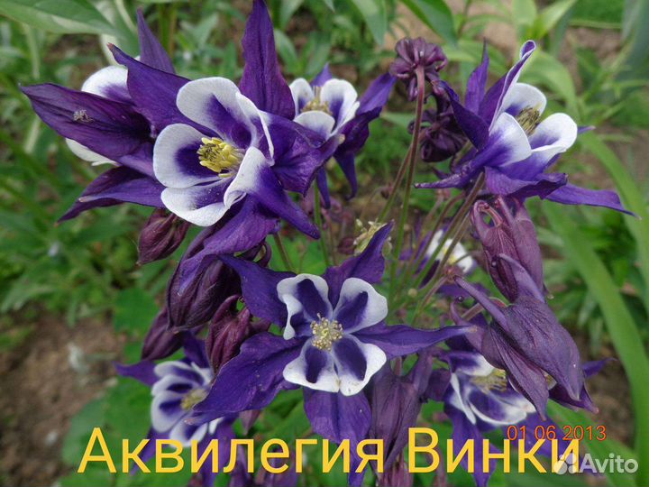 Семена многолетних цветов