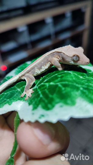 Реснитчатый бананоед