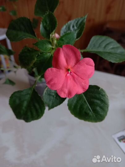 Цветы разные