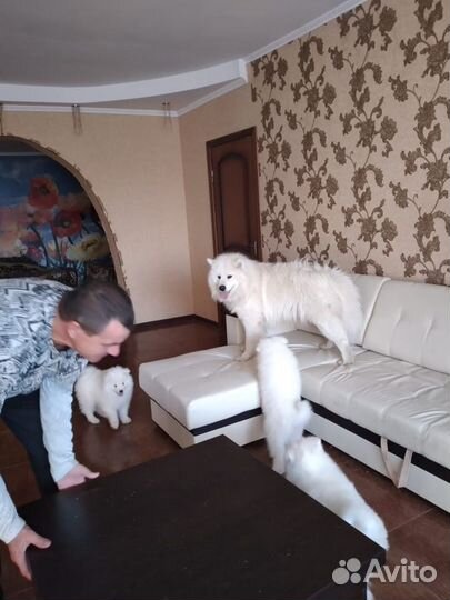 Щенки самоеда